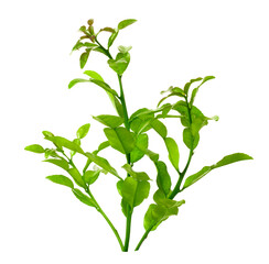 fresh kaffir leaves isolated on white background