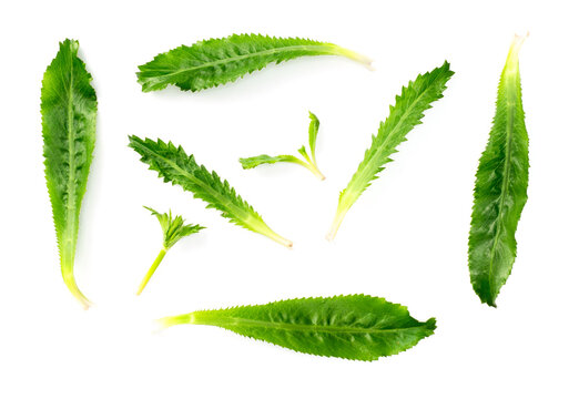 fresh culantro leaf isolated on white background