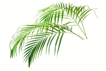 fresh palm leaves isolated on white background