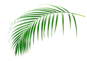Fototapeta na wymiar fresh palm leaves isolated on white background