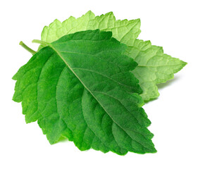fresh Patchouli (Pogostemon cablin) leaves isolated on the white background
