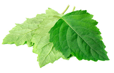 fresh Patchouli (Pogostemon cablin) leaves isolated on the white background