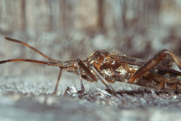  Western Conifer Seed Bug (Leptoglossus occidentalis), macro. Place for text. Top view.