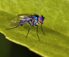 Colorful Dolichopodidae or Long legged fly standing on a leaf.