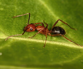 Florida carpenter ant up close on a green leaf background. Camponotus floridanus.