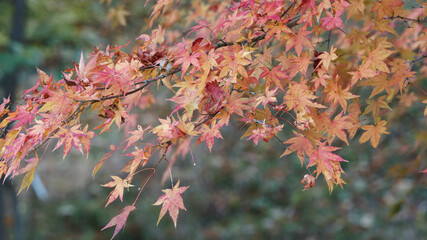 Fototapeta na wymiar Fächer-Ahorn oder Japanischer Ahorn (Acer palmatum), schöner Zierpflanze mit grazilen Form und intensiven Herbstfärbung begründet