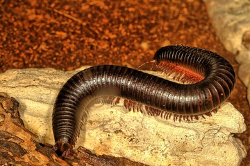 Centipede on the move.