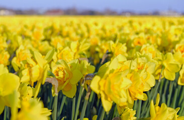 Fototapeta premium field of yellow narcissus flowers ground perspective