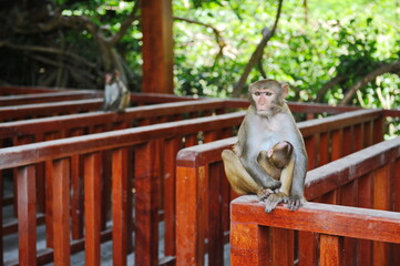 Hainan, China - 07.27.2012 : Monkeys in a nature reserve on the island.