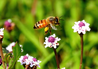 A lone Honey bee flying between flowers. Apis_mellifera.