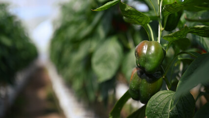 Close up image of green peppers growing in the garden.