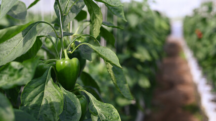 Close Up of ripening bell pepper with the sun shining through in the Agricultural greenhouse.