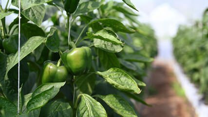 Two ripe green bell peppers in the Agricultural greenhouse.