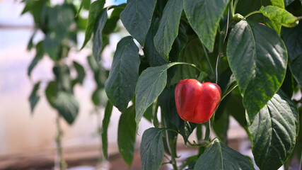 Close up image of red bell pepper in Agricultural field.