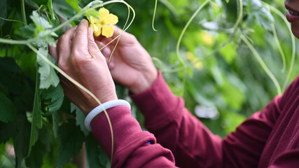 Close up view of gardener hands pollinating blossom of green bitter gourd plant in the greenhouse.
