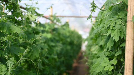 Image of garden Vegetable farm of bitter melon or green bitter gourd .