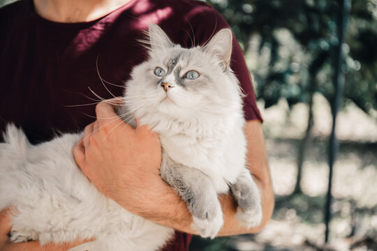 Gatto Grigio Con Occhi Azzurri