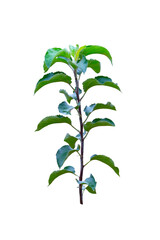 Apple tree sapling branch.