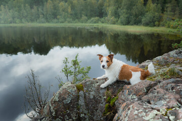 the dog on a stone on the background of the water. Brave little jack russell terrier. 