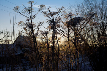 Fototapeta premium Dry hogweed landscape horizontal