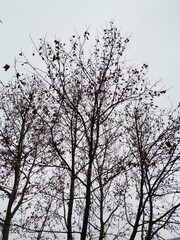 silhouette of a tree