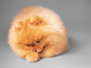 Studio portrait of a small cute furry purebred spitz dog on a gray background
