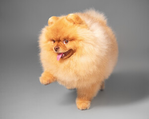 Studio portrait of a paw raised small cute furry purebred spitz dog walking on a gray background