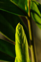 New sprout Zamioculcas plant on a white background. Modern minimal creative home decor concept, garden room.