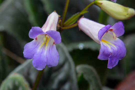 Close up of violet flower of a chirita a primulina hybrid