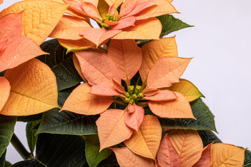The poinsettia orange flowers. The Flower of the Christmas