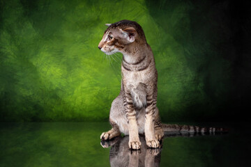 Beautiful Oriental silver spotted tabby on tropic green background - 399727036