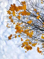 autumn leaves against blue sky