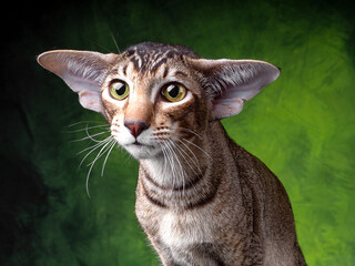 Beautiful Oriental silver spotted tabby on tropic green background - 399727069