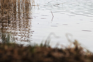 landscape of the lake in the middle of the park.