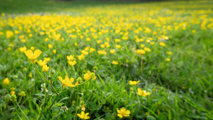 Wild yellow flowers among lush green grass with blurred background