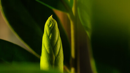 New sprout Zamioculcas plant on a white background. Modern minimal creative home decor concept, garden room.