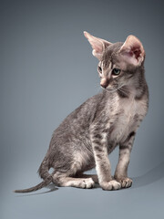 Grey oriental kitten on blue background - 399727688