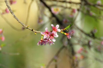 Prunus cerasoides,Prunus cerasoides, called the wild Himalayan cherry and sour cherry, is a deciduous cherry tree 