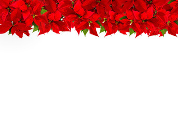Christmas red flower poinsettia floral background