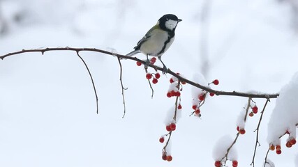 雪が積もるツルウメモドキにとまるシジュウカラのメス Wall Mural Kelly Marken
