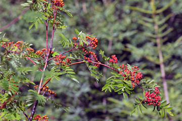 Eberesche (Sorbus aucuparia) oder Vogelbeerbaum mit roten Früchten, Heilpflanze