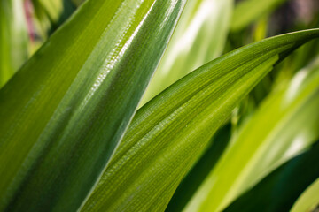 Close up shot of a green leaves with dust particles on them. Outdoors