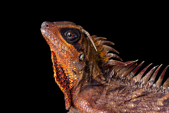 Natalia's mountain horned dragon (Acanthosaura nataliae) isolated on black background
