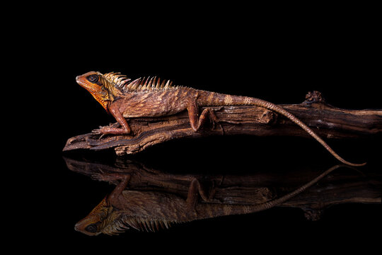 Natalia's mountain horned dragon (Acanthosaura nataliae) isolated on black background