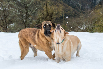 Dos perros se divierten en entre la nieve  