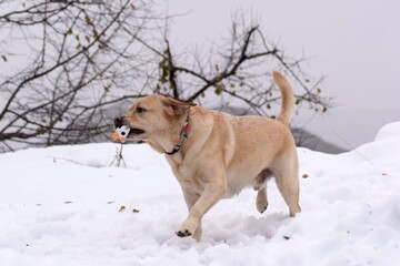 Perro feliz en la nieve 