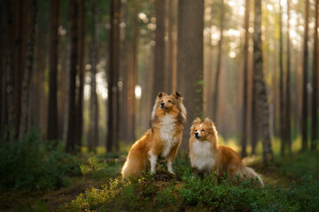 Naklejka na ściany i meble red two sheltie dogs in the green forest. Pet on the nature. tracking, hiking, travel 