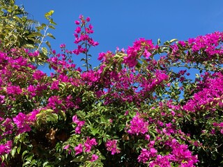 Obraz na płótnie Canvas Bright pink blooming tree on the blue sky background