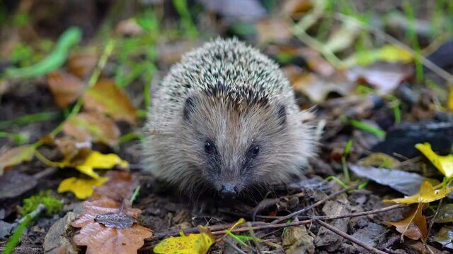 
Young hedgehog in the forest. 