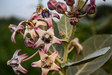 Naklejka na ściany i meble Front view of calotropic flowers or giant calotrope flower or giant milkweed, swallow wort isolated on blur background